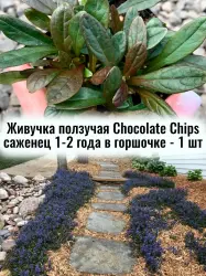 Живучка ползучая (Аюга) Сhocolate Сhip многолетний саженец