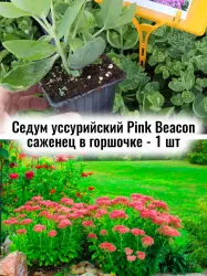 Седум (очиток) уссурийский Пинк Бекон многолетник саженец