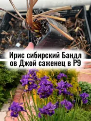Ирис сибирский Бандл оф Джой или касатик сибирский - саженец
