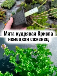 Мята кудрявая перечная немецкая Криспа рассада, саженец