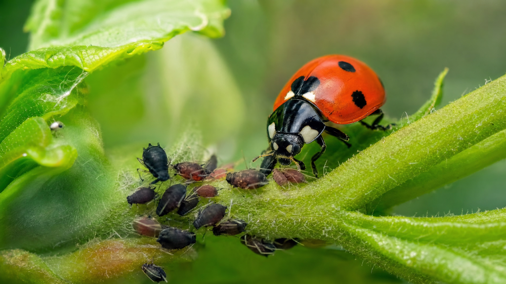 image-3632578 (1).png