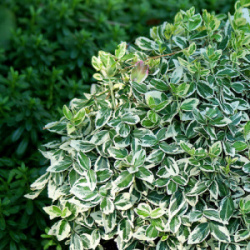 1689079396_vyrp11_298Euonymus-fortunei-Silver-Queen-1