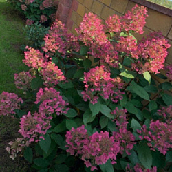 Гортензия Hydrangea в ассортименте Р9