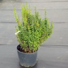 large_Berberis-Erecta.webp@webp
