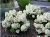 gortensiya-metelchitaya-bobo-saghency