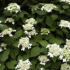 gortenziya_drevovidnaya_radiata